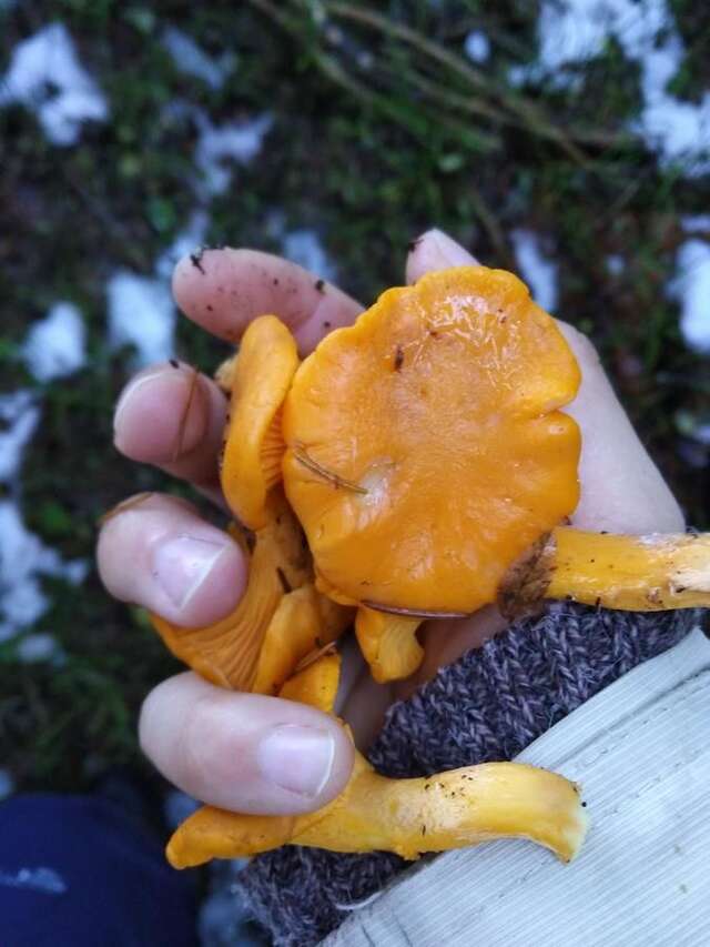 Апартаменты Apartment Durmitor Жабляк-45