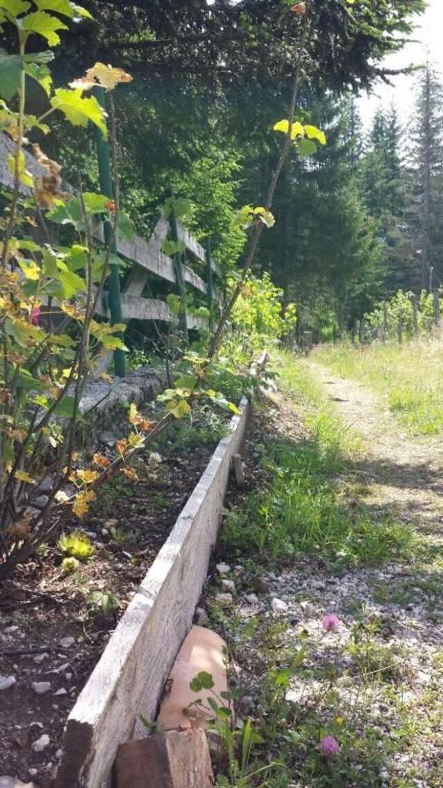 Апартаменты Apartment Durmitor Жабляк-63